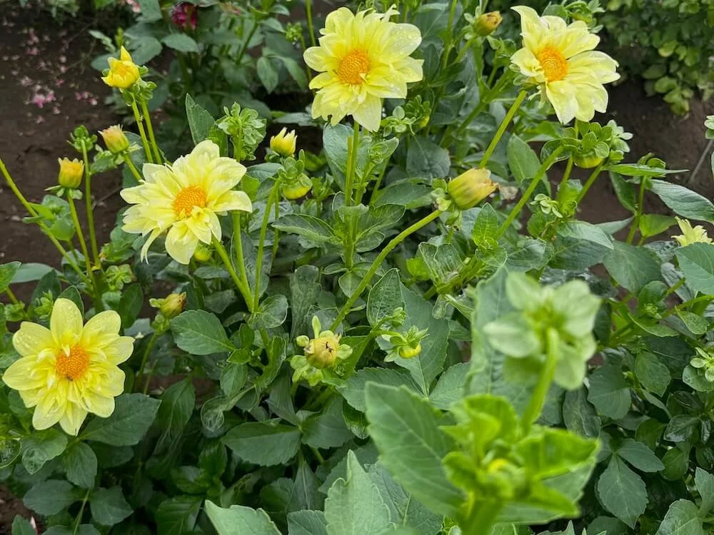 Dahlia 'Yellow Bird' 03.jpeg