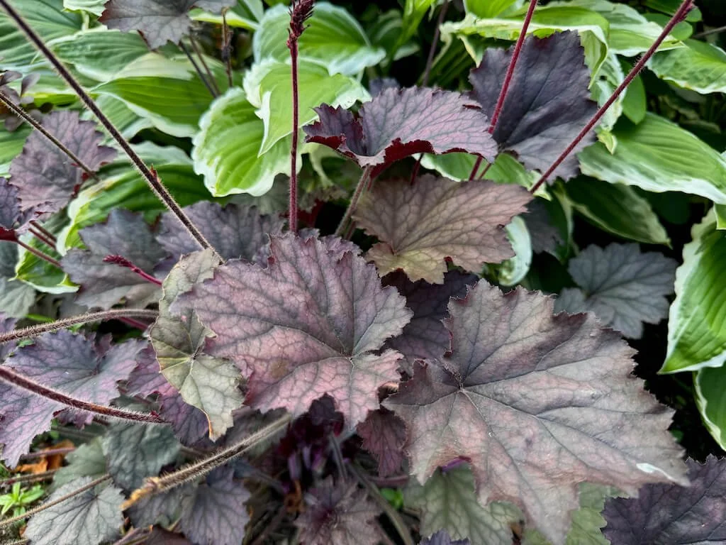 Heuchera 'Frosted Violet' 01.jpeg