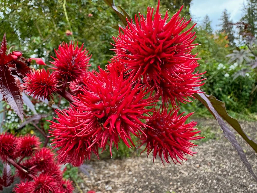 Ricinus communis 'Carmencita' 01.jpeg