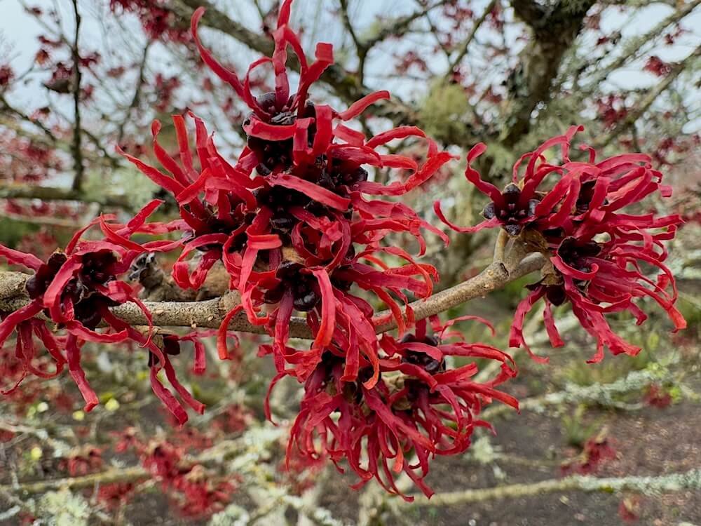 Hamamelis x intermedia 'Diane' 02.jpeg