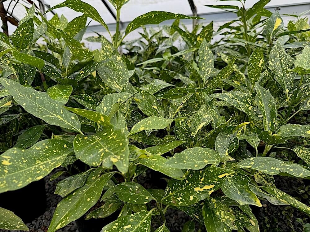 Aucuba japonica 'Gold Dust' 02.jpeg
