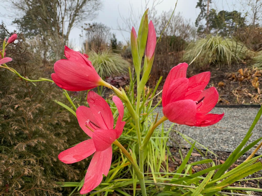 Hesperantha coccinea 'Zeal Salmon' 05.jpeg