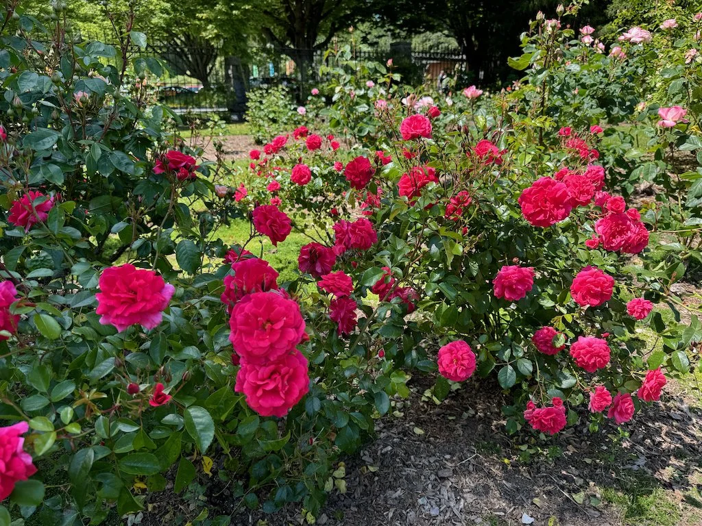 Rosa 'Korpancom' 03.jpeg