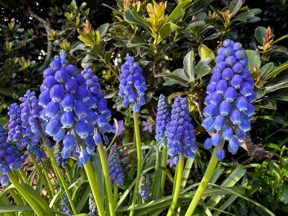 Muscari armeniacum 01.jpeg
