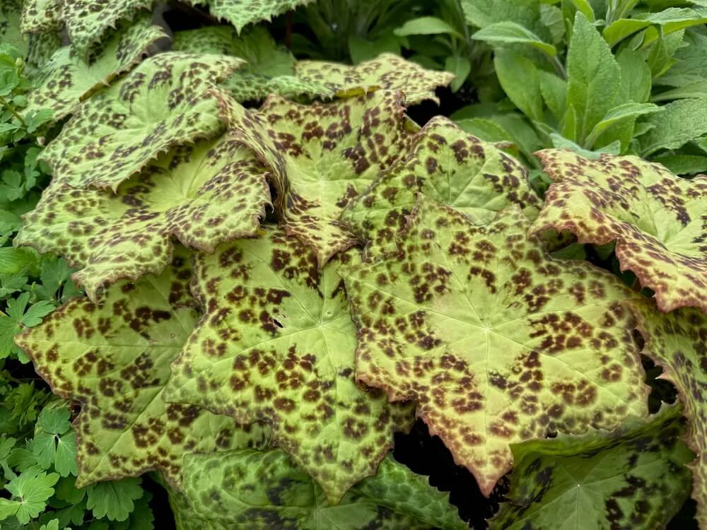 Podophyllum versipelle ‘Spotty Dotty’ | Chocolate Spotted Chinese Mayapple