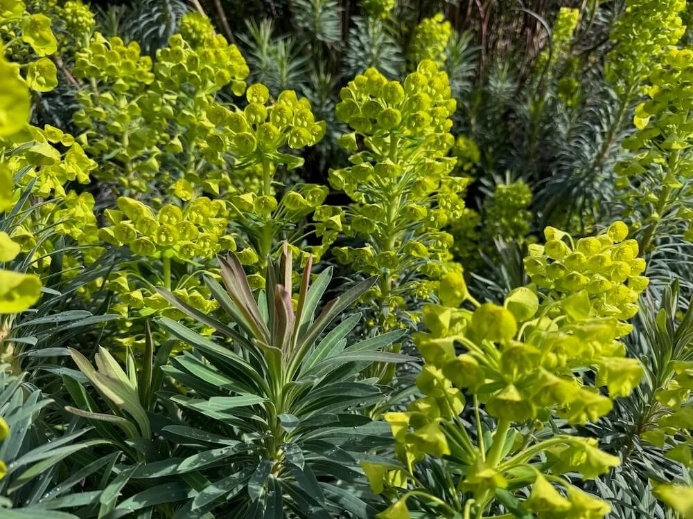 Euphorbia characias. subsp. wulfenii 07.jpeg