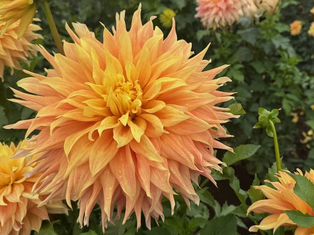 Dahlia 'Bonaventure' 01.jpeg