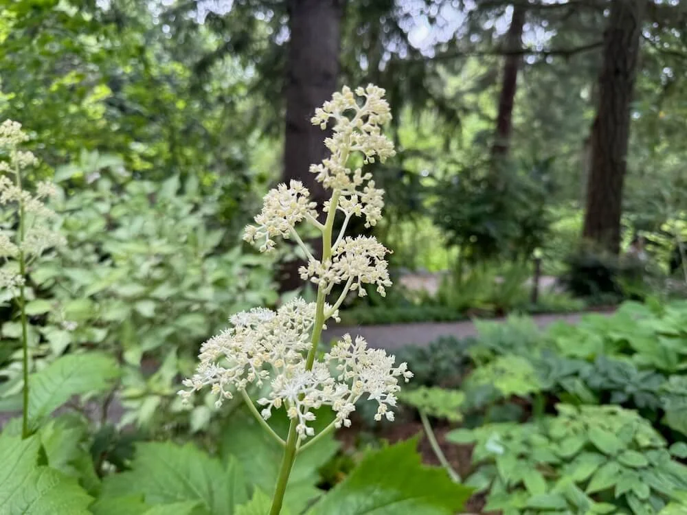 Rodgersia podophylla 02.jpeg