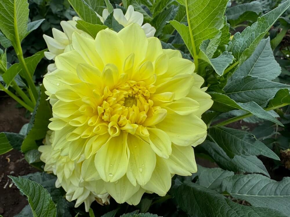 Dahlia 'A-Peeling' 01.jpeg