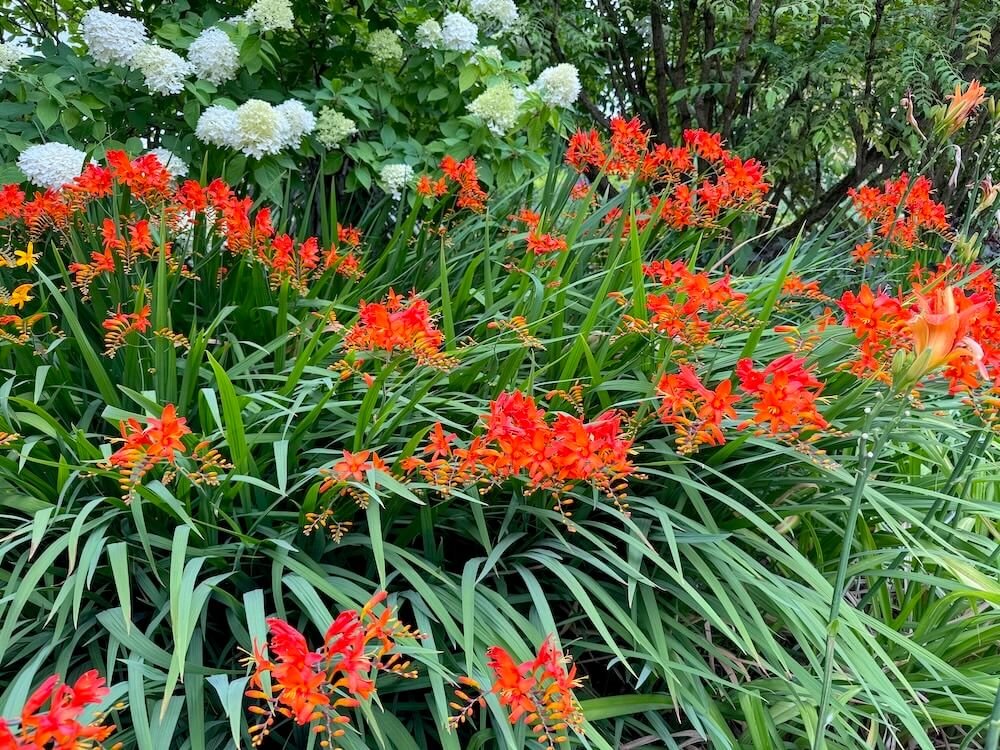 Crocosmia × crocosmiiflora 'Prometheus' 04.jpeg