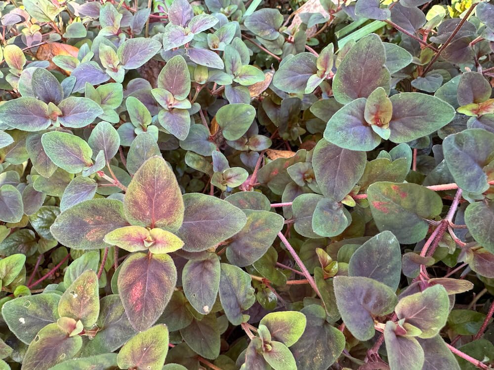 Lysimachia congestiflora 'Persian Carpet' 04.jpeg