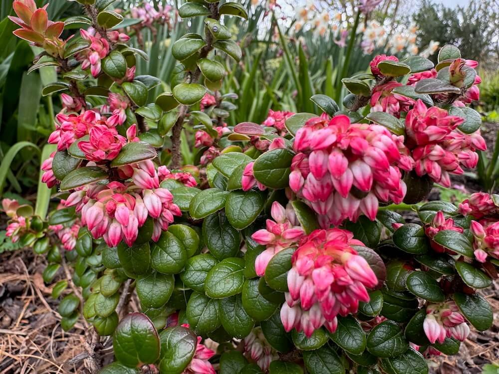 Vaccinium nummularia 01.jpeg