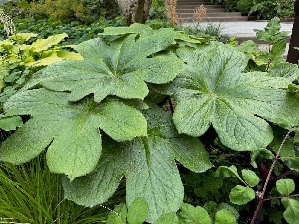 Podophyllum versipelle | Chinese Mayapple