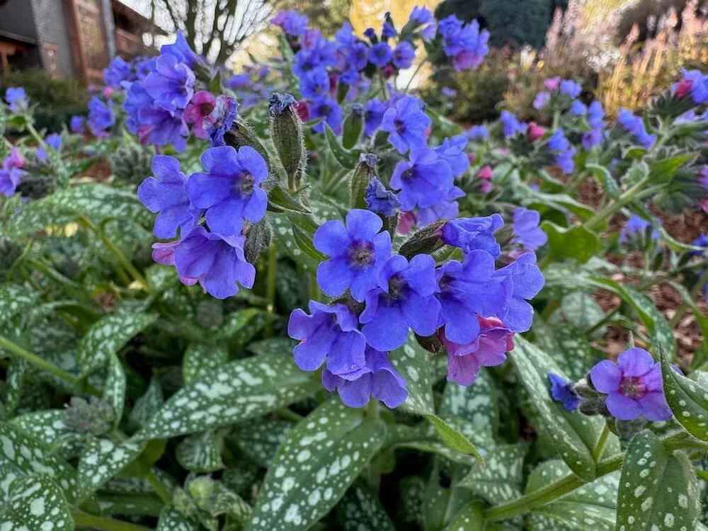 Pulmonaria ‘Trevi Fountain’ | Trevi Fountain Lungwort