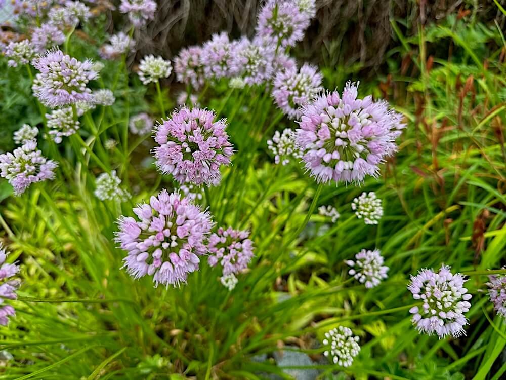 Allium lusitanicum 03.jpeg