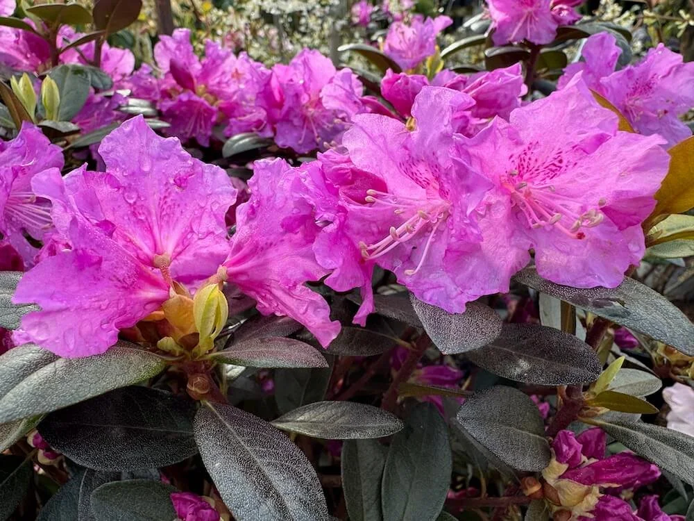 Rhododendron 'PJM Elite' 02.jpeg