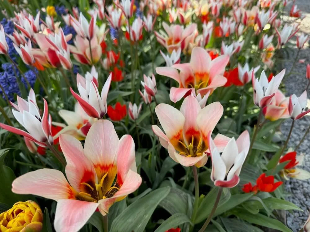 Tulipa clusiana | Lady Tulip