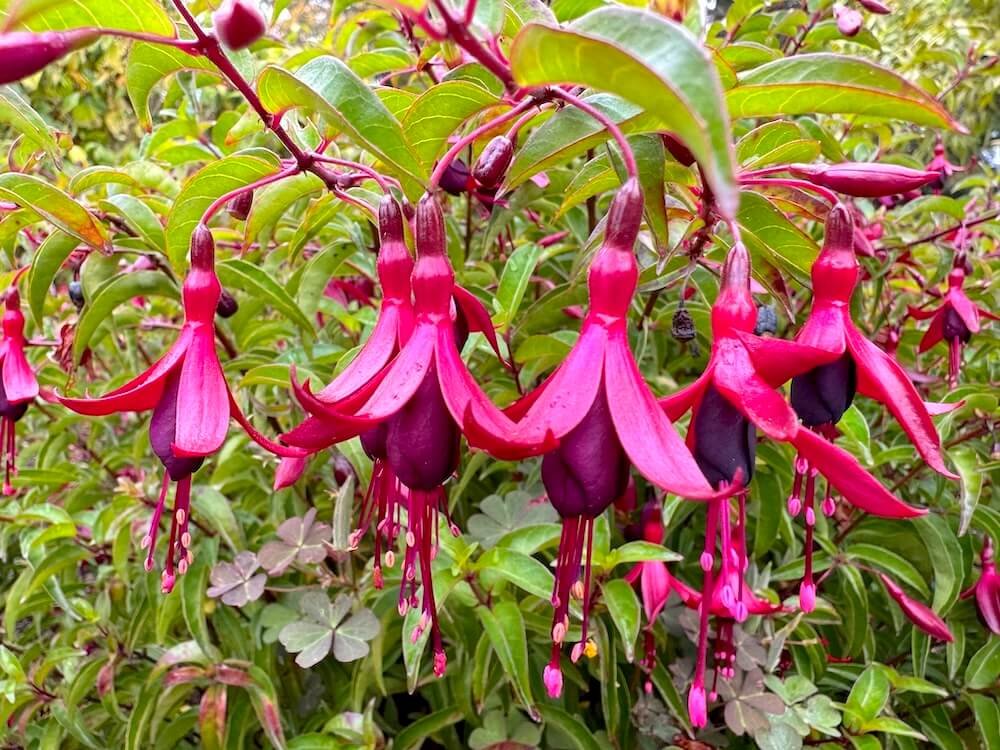 Fuchsia 'Dying Embers' 04.jpeg