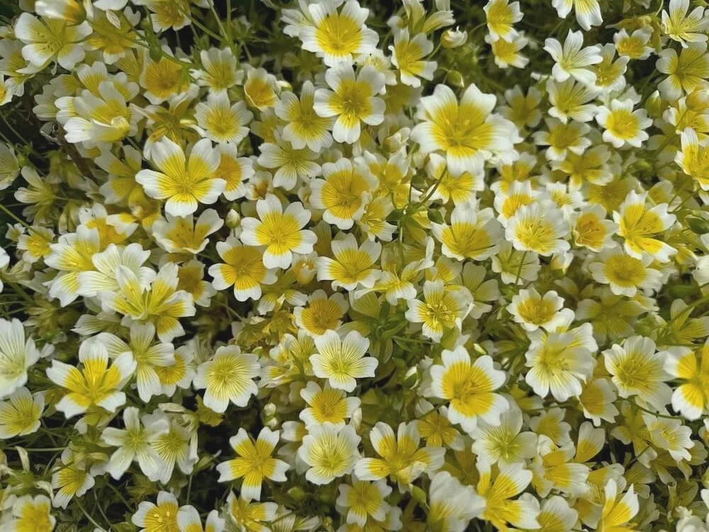 Limnanthes+douglasii+11.jpg