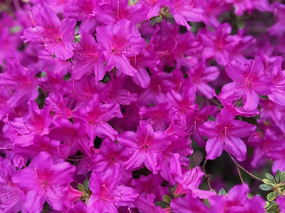 Rhododendron x 'Karen' 01.jpeg