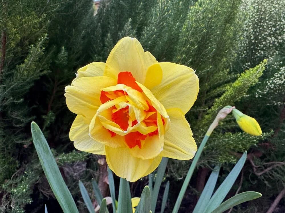 Narcissus 'Tahiti' 04.jpeg