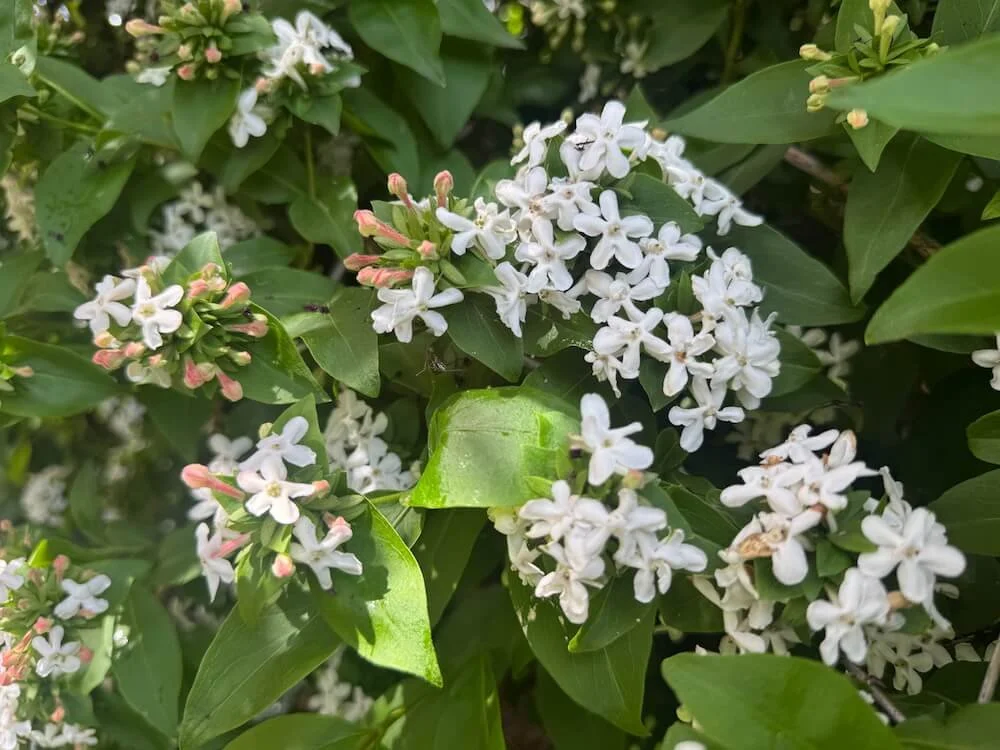 Abelia mosanensis 'Monia' | Bridal Bouquet Abelia