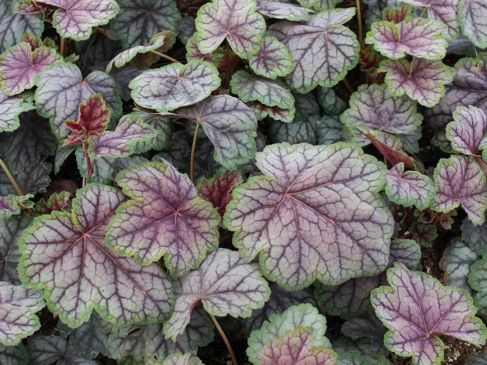 Heuchera 'Green Spice' 03.JPG