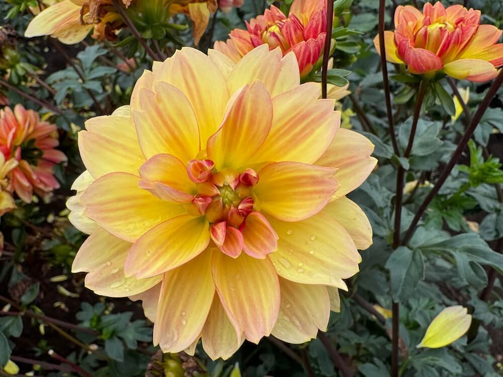 Dahlia 'Garden Time' 05.jpeg