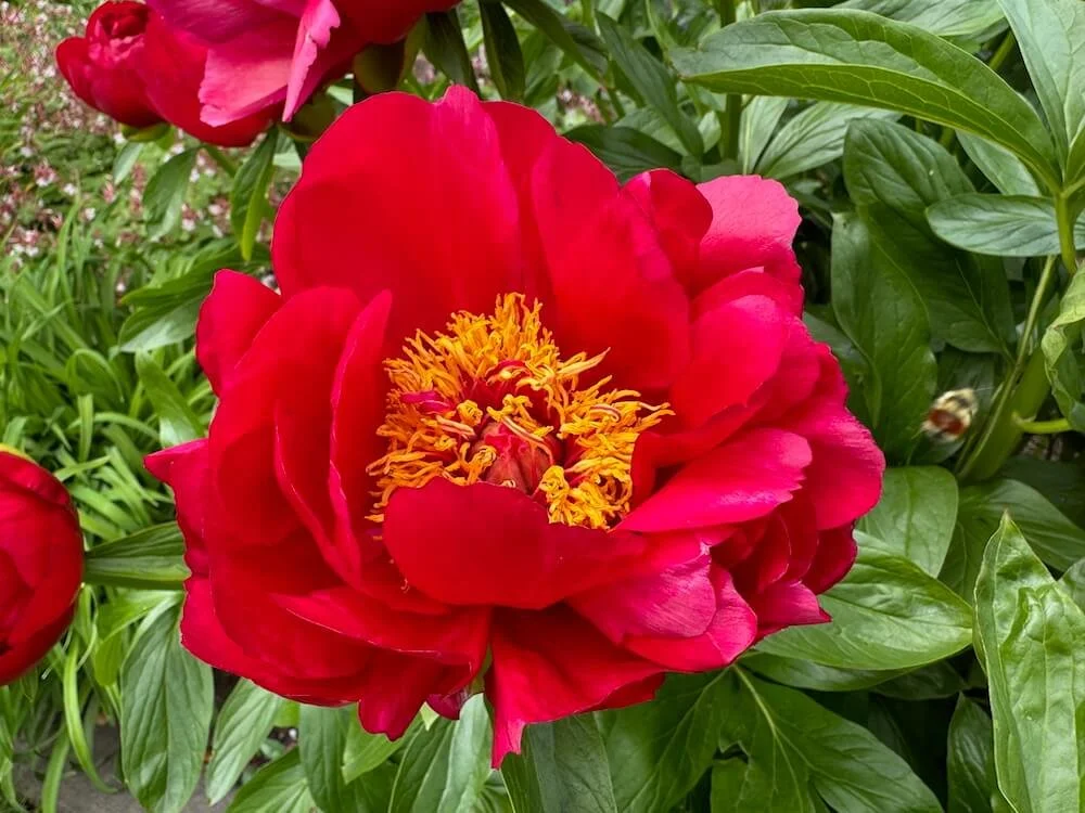 Paeonia lactiflora 'Nippon Beauty' 09.jpeg