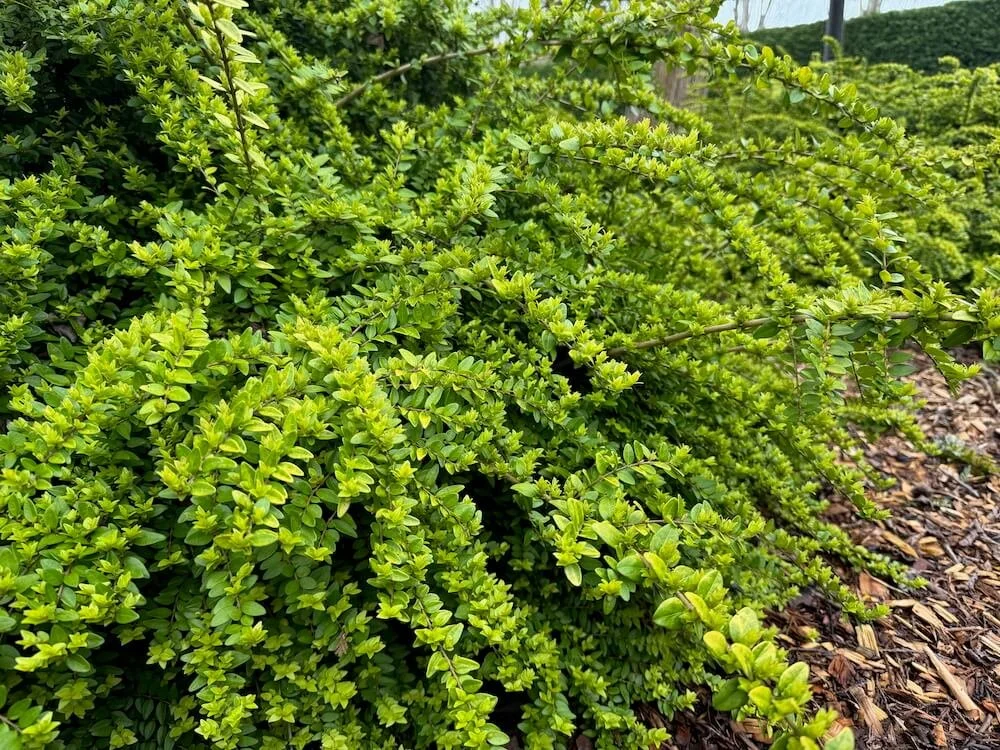 Lonicera pileata 02.jpeg