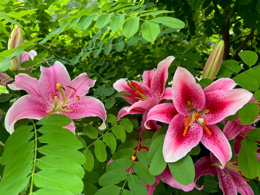 Lilium orientalis 'Stargazer' 02.jpeg