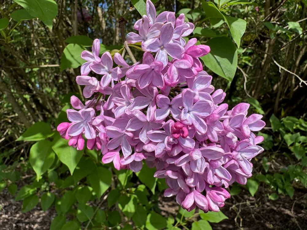 Syringa vulgaris 'Pink Elizabeth' 04.jpeg