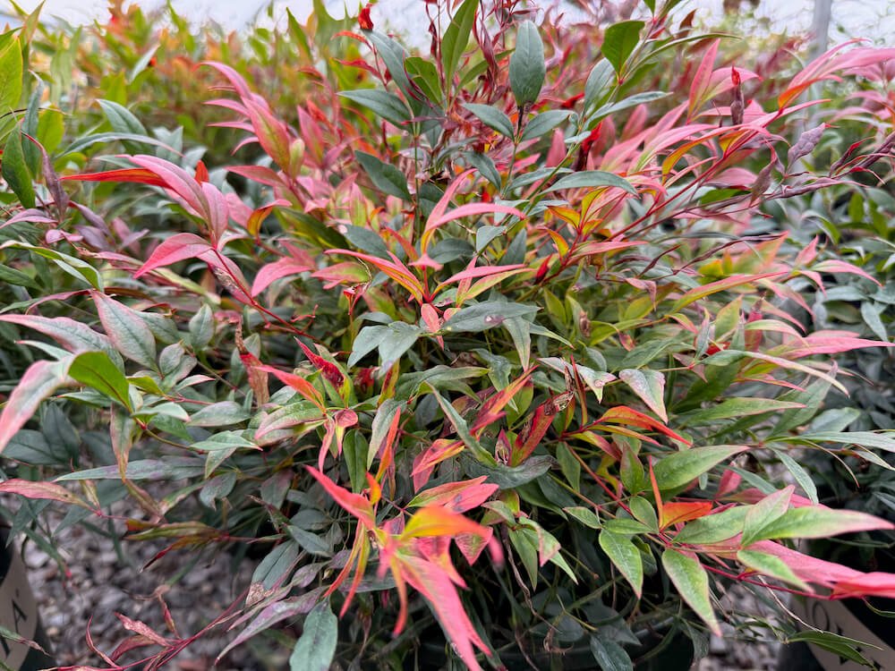 Nandina domestica 'Tuscan Flame' 04.jpeg