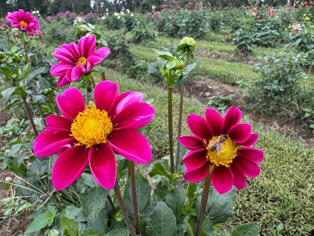 Dahlia 'Twyning's Smartie' 02.jpeg