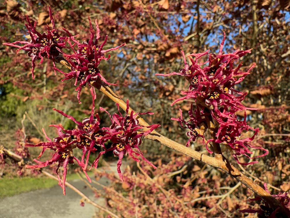 Hamamelis vernalis purpurea 02.jpeg