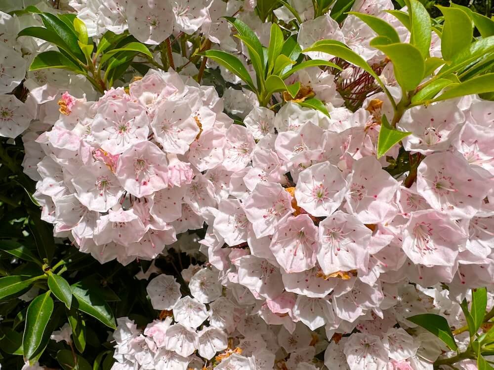 Kalmia latifolia 03.jpeg