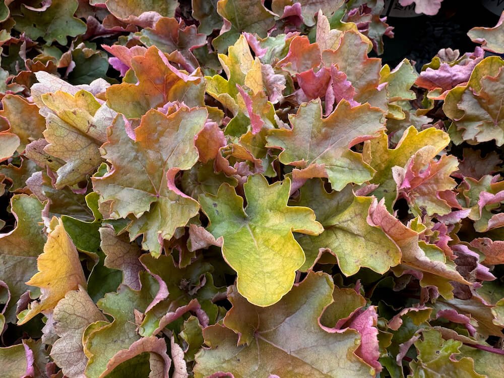 Heuchera 'Doheugaberu' 02.jpeg