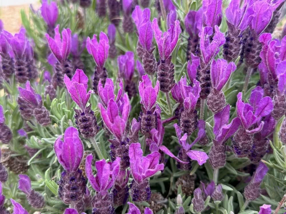 Lavandula stoechas 'Primavera' 02.jpeg
