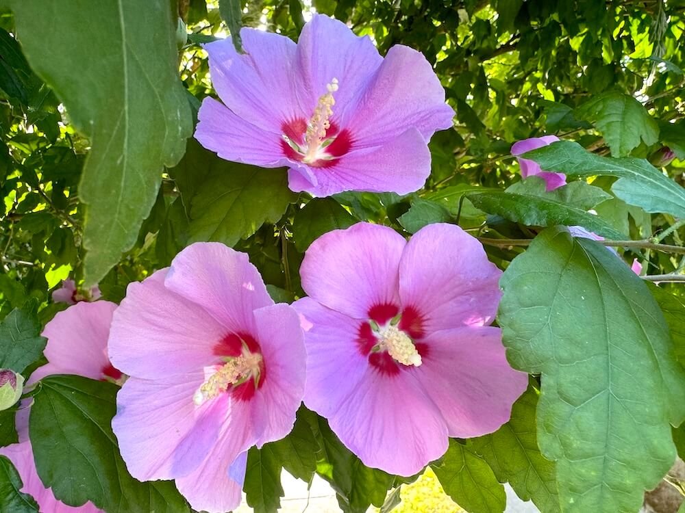 Hibiscus syriacus x paramutabilis 'Rose Moon' 02.jpeg