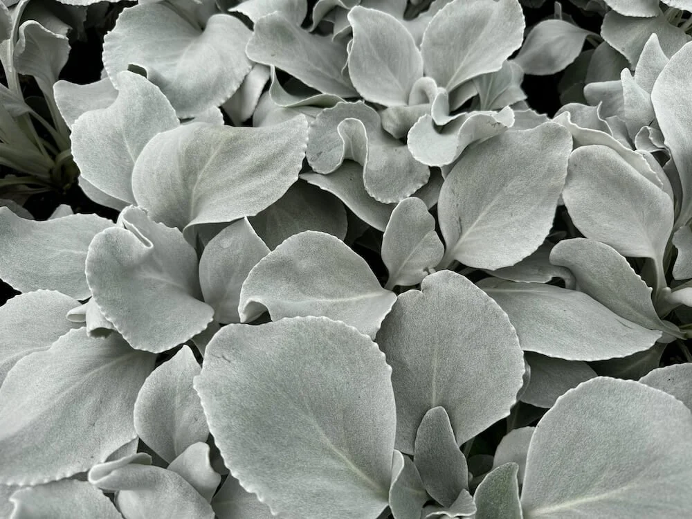 Senecio candicans 'Angel Wings' | Angel Wings Sea Cabbage