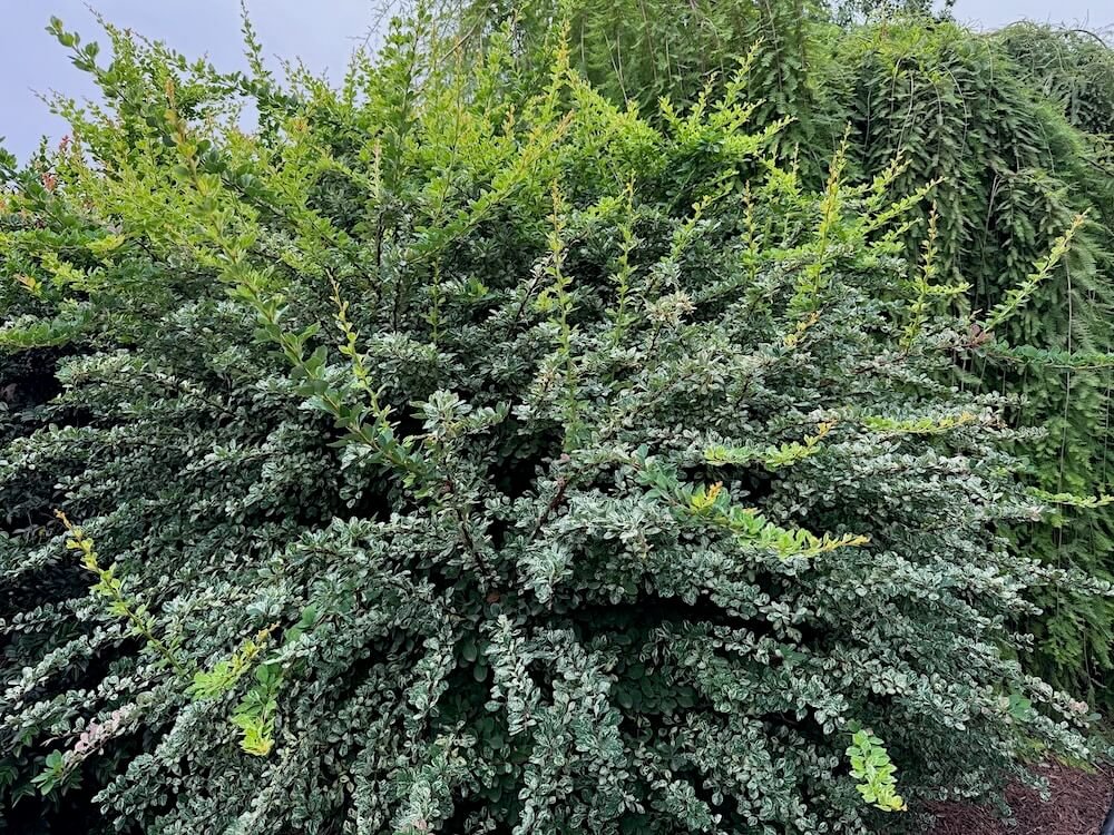 Berberis thunbergii 'Lime Glow' 03.jpeg