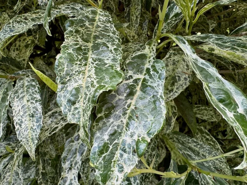 Prunus laurocerasus 'Marbled White' 01.jpeg