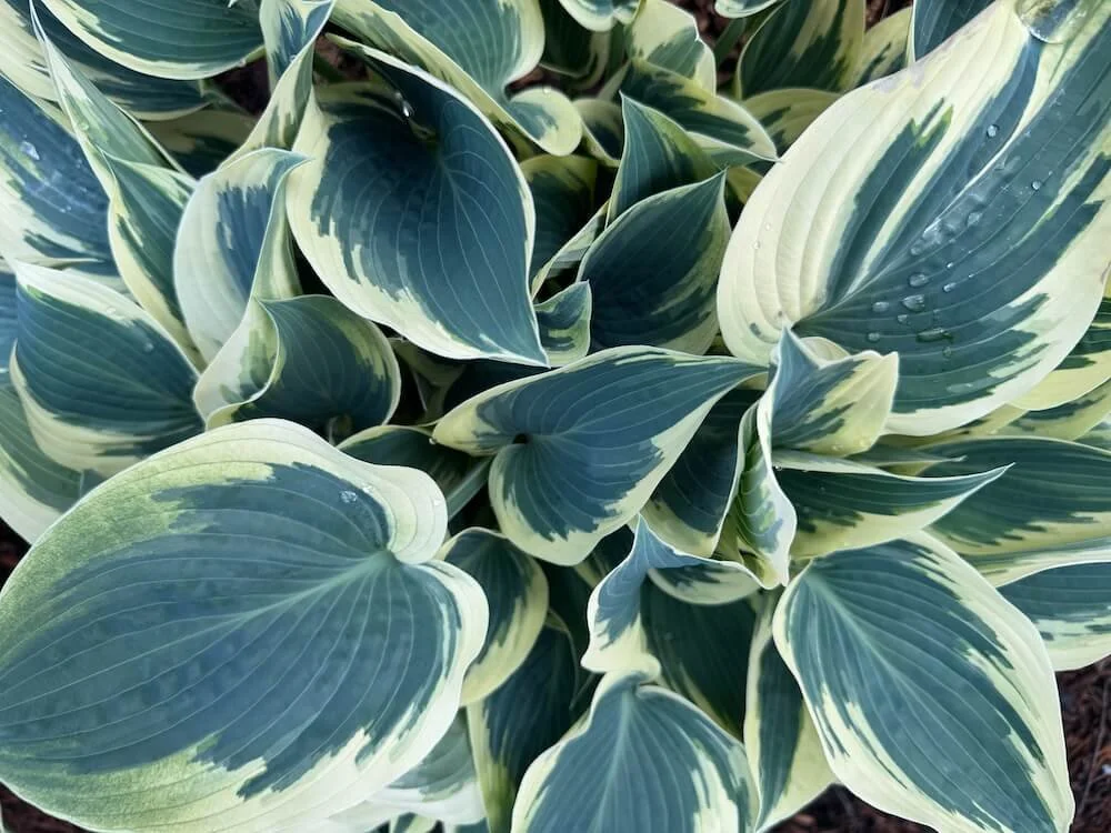 Hosta 'El Nino' 04.jpeg