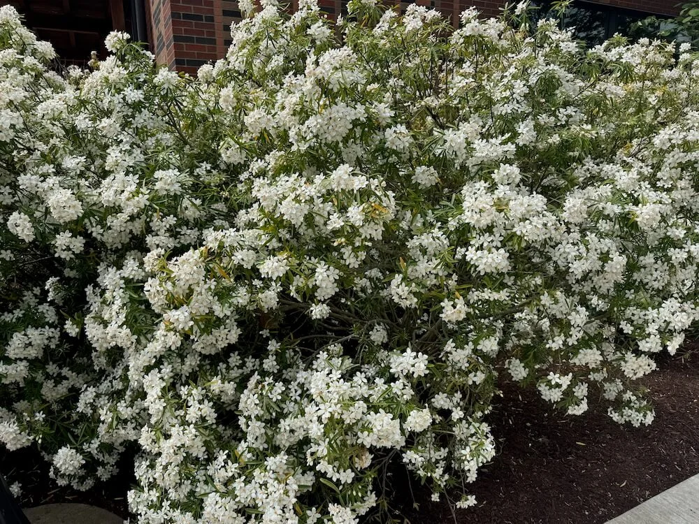 Choisya x dewitteana 'Aztec Pearl' 03.jpeg