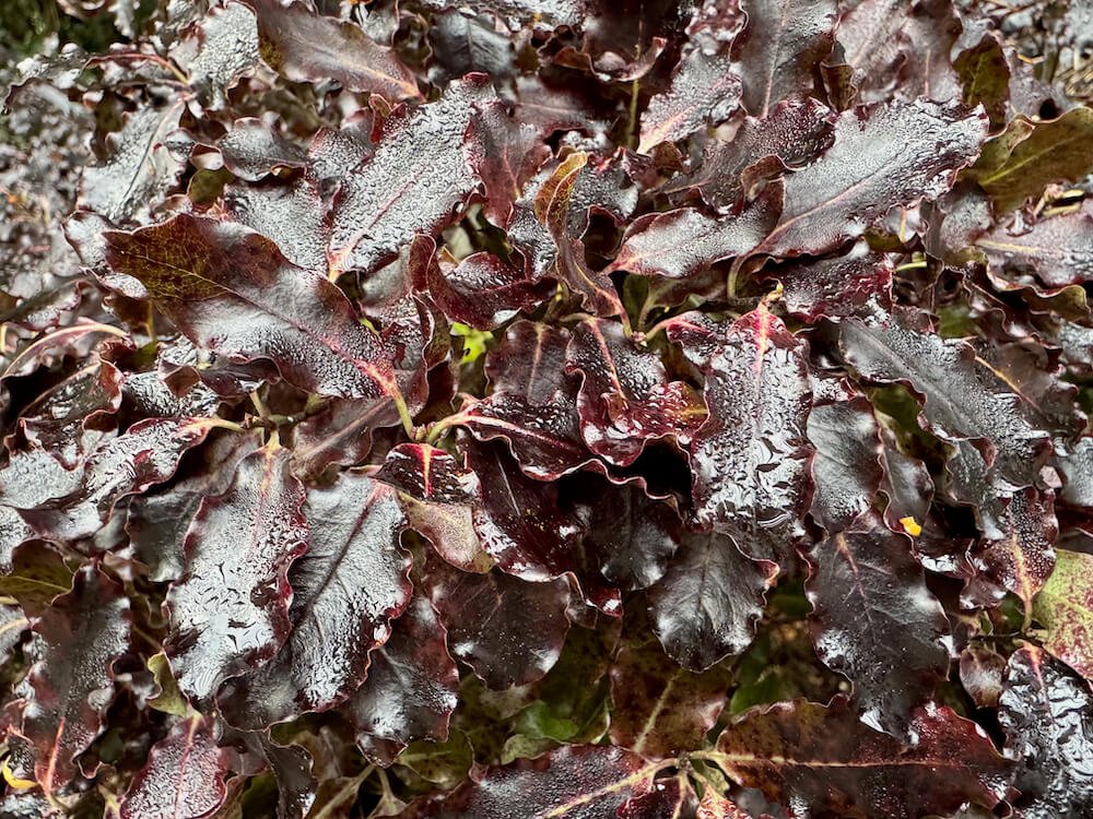 Pittosporum tenuifolium ‘Tom Thumb’ 01.jpeg