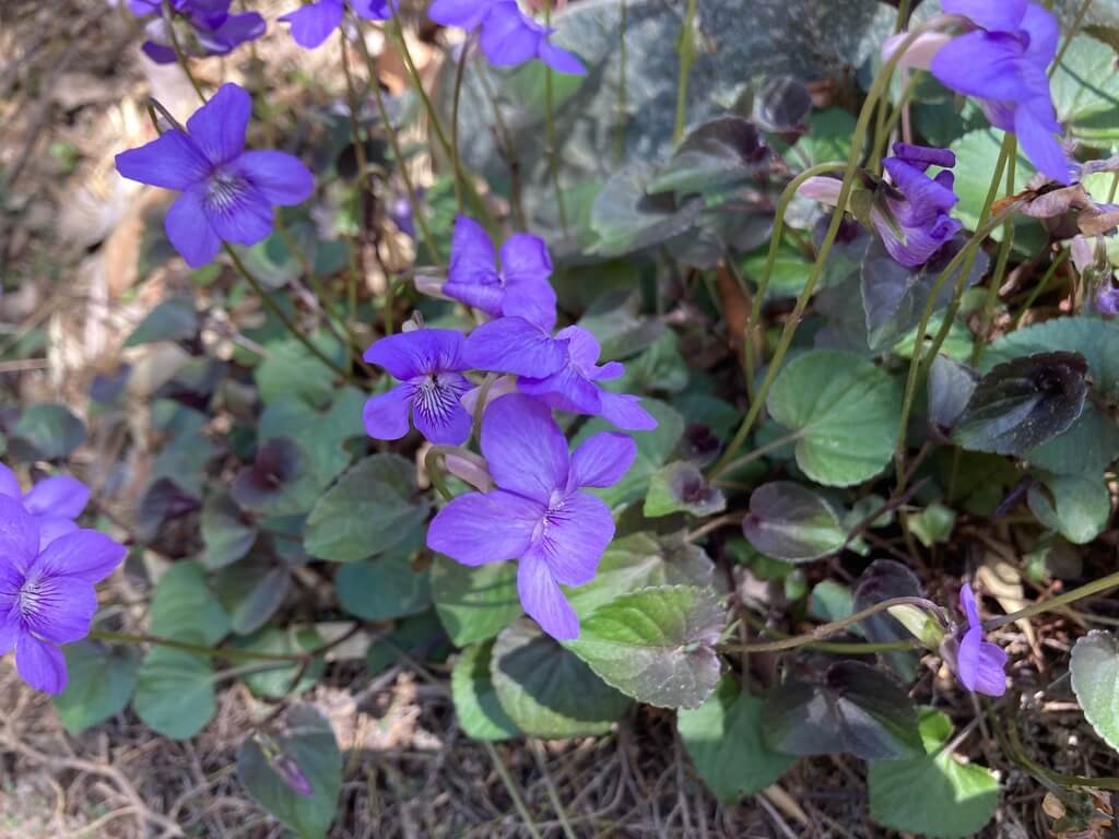 Viola labradorica 02.jpeg