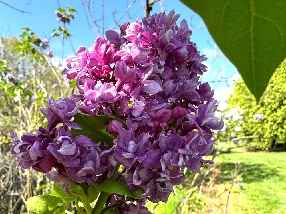 Syringa vulgaris 'My Favorite' 03.jpeg