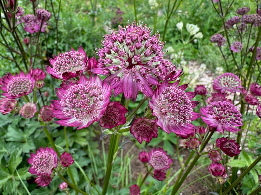 Astrantia major 'Star of Fire' 01.jpeg