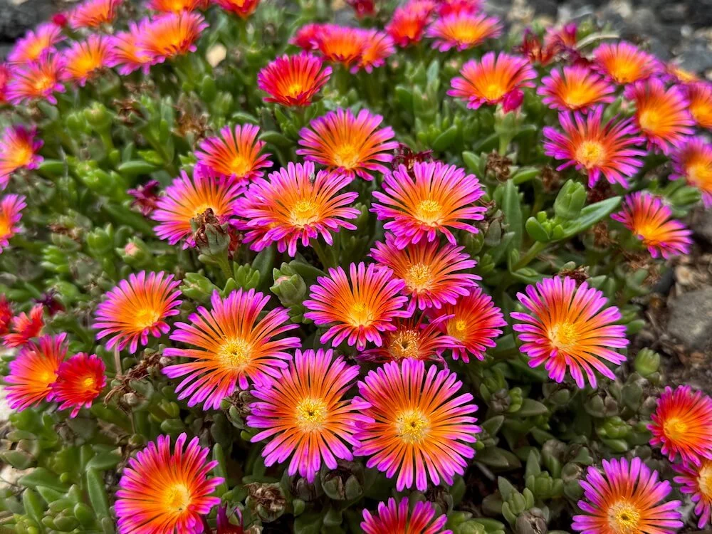 Delosperma hybrida Ocean Sunset 'Orange Glow' 02.jpeg