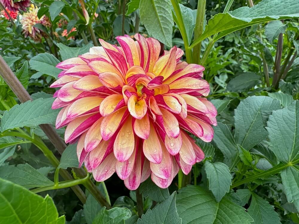 Dahlia 'Gitts Crazy' 02.jpeg